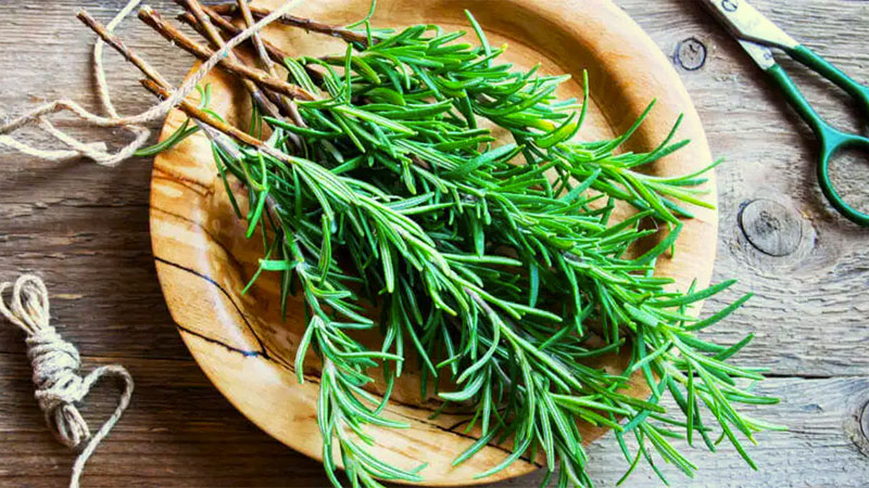 Bunch of rosemary laying on a wooden plate with string tied around the stems. Scissors and string laying next to the plate.