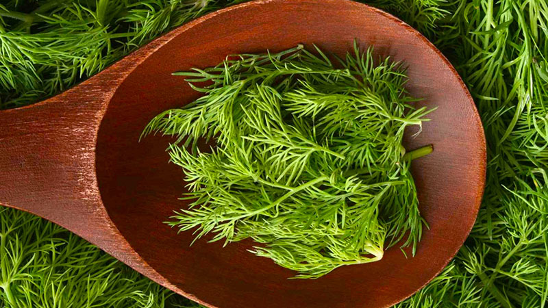 Dill clippings in a wooden spoon laying over a larger bunch of dill.