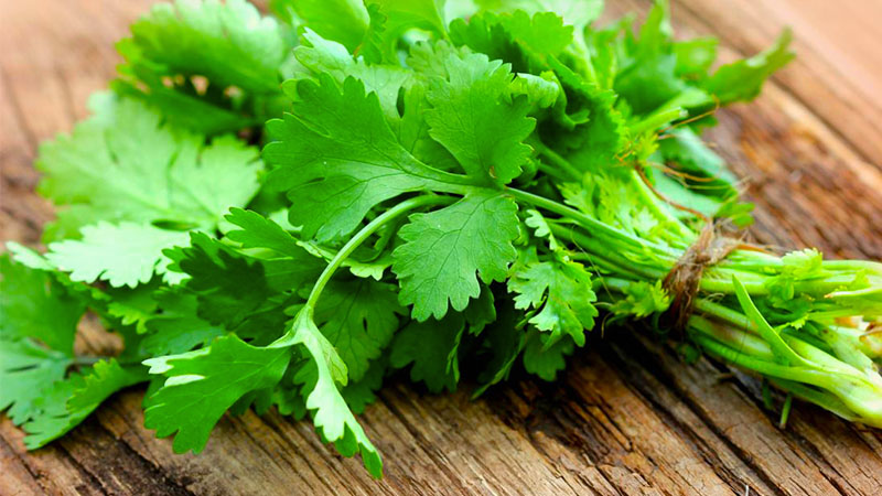 bunch of fresh coriander or cilantro on a wooden table
