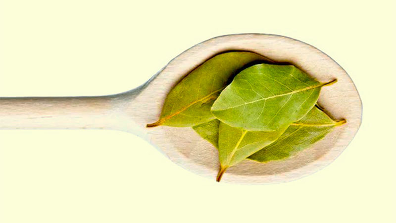 Several bay leaves sitting in the bowl of a wooden spoon.